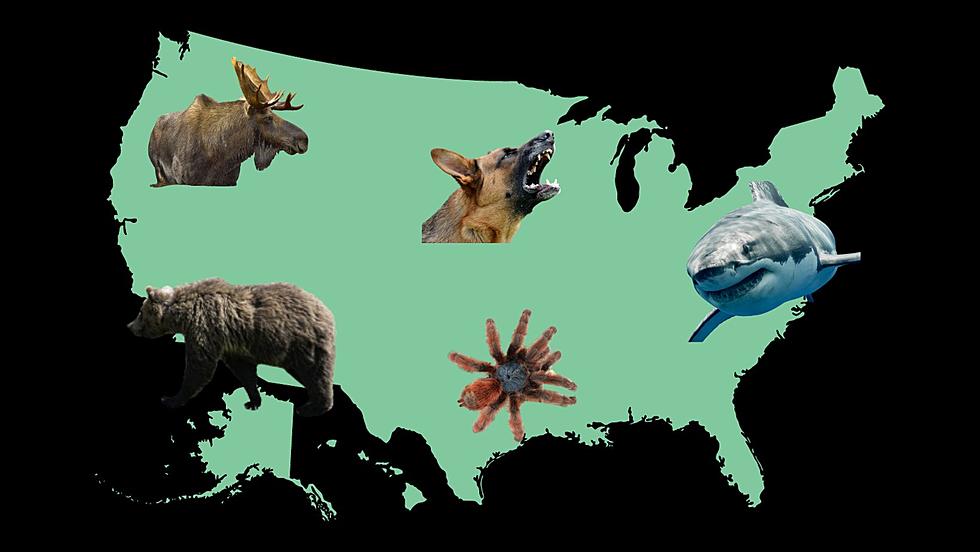 Wisconsin, Illinois Make the List of States You&#8217;re Most Likely to Be Attacked by Wildlife