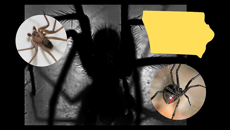 Could You Identify Iowa’s Deadliest Spider?