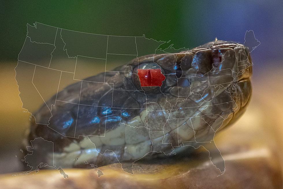 Of the 28 Snakes in Iowa, 4 Could Kill You