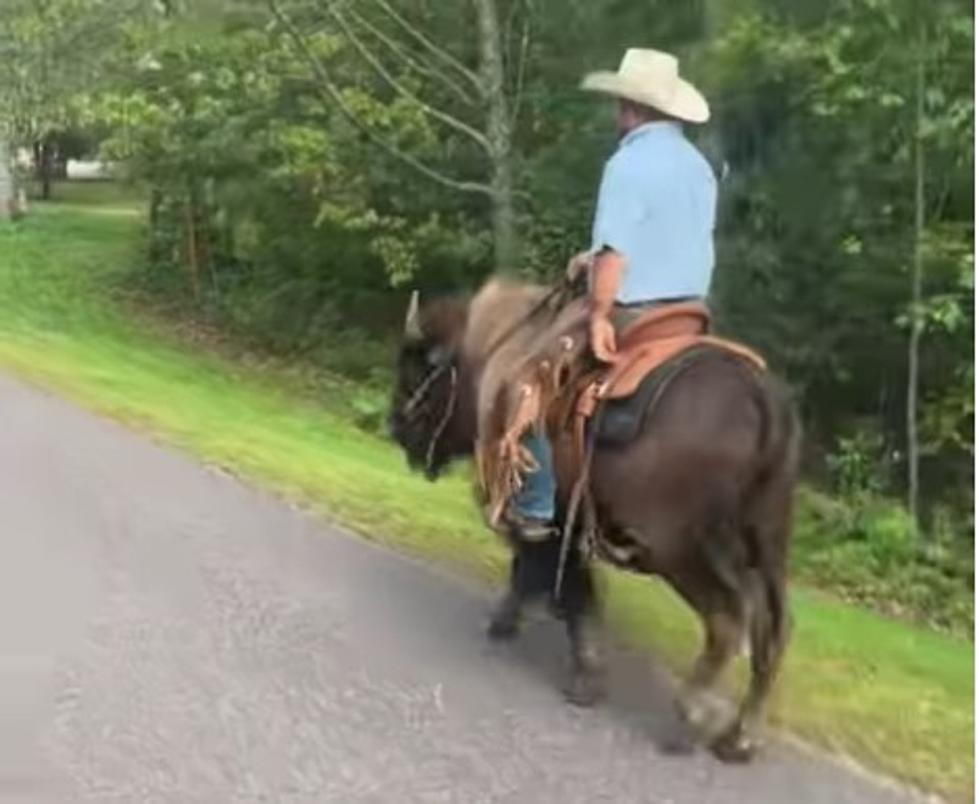 It’s Not Every Day You See a Guy Riding a Bison in Wisconsin