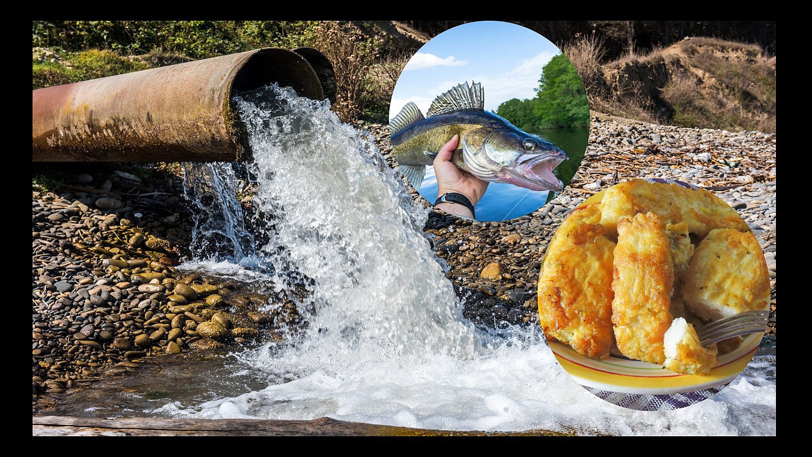 Fish You Should Avoid Eating In Iowa, Illinois, & Wisconsin