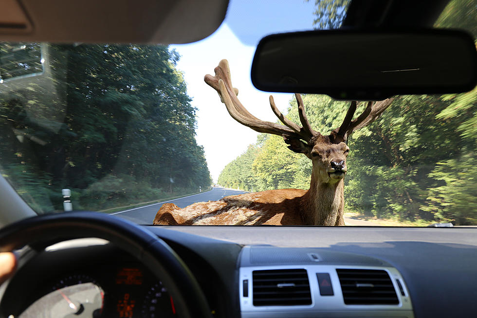 How Likely Are You To Hit A Deer in Iowa and Wisconsin?