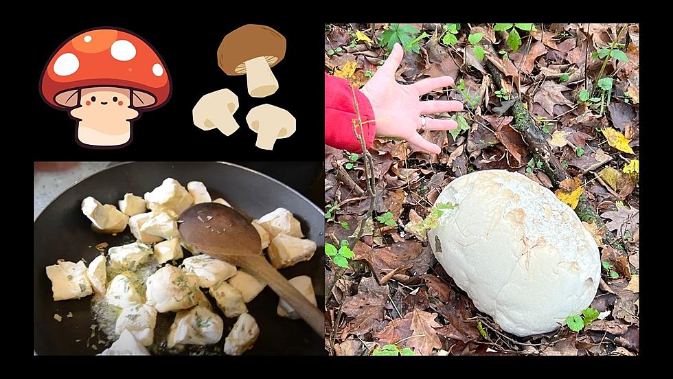 Iowa’s Biggest Mushroom is Ready for Harvest in Dubuque: If You Can Find It