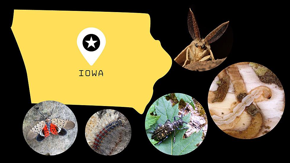 Iowa Invasive Species Alert: Top 5 Pest Threats Revealed