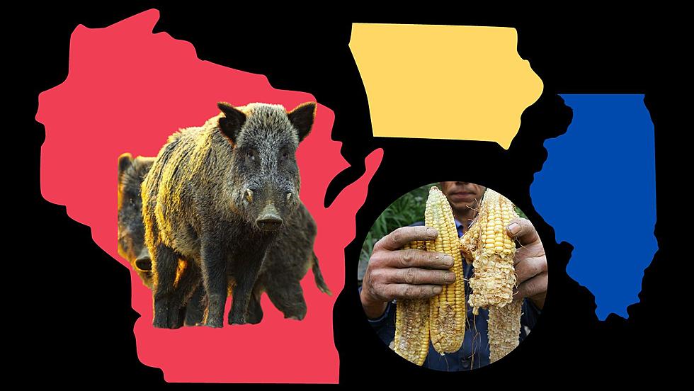 Destructive 'Super Hogs' Found In Wisconsin!