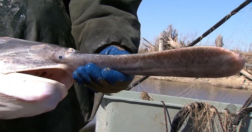 Time for Some Iowa Paddlefish Snagging: Season Opens February 1st