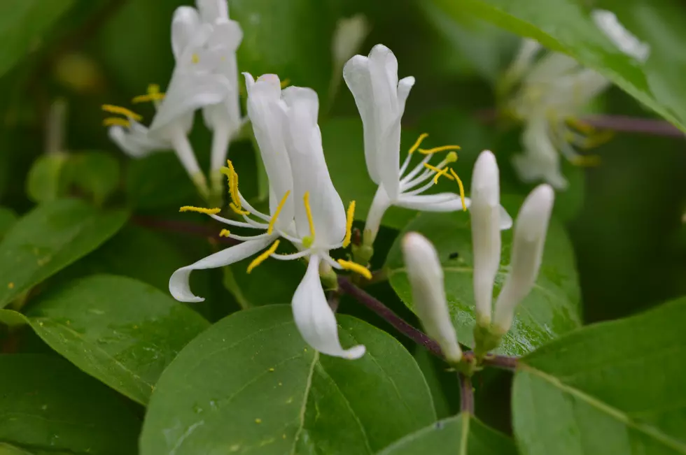 Iowa DNR’s Wildflower Report Says Spring Colors Are Popping