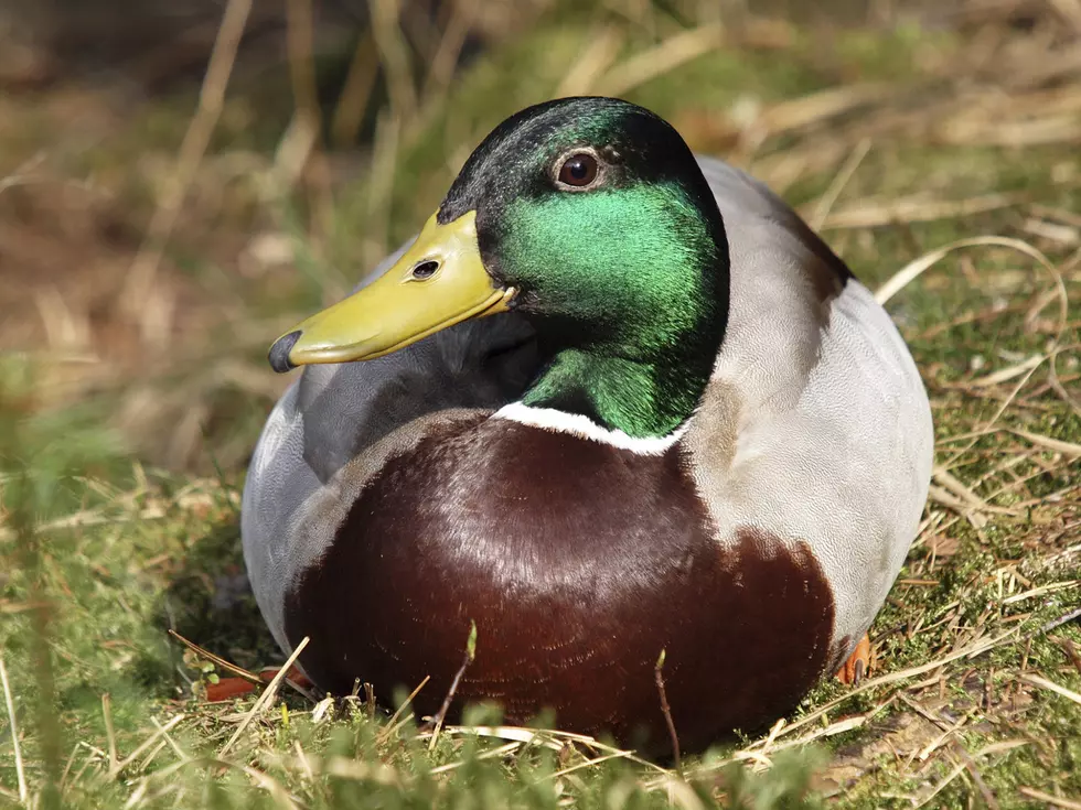 male duck