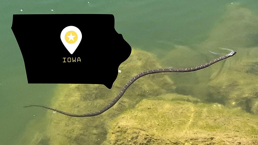 Iowa Boasts Two of the Most Snake Infested Rivers in the U.S.