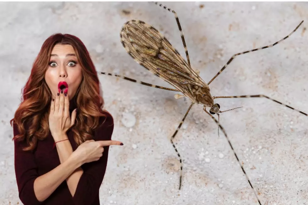 Has Iowa Been Overrun By Giant Mosquitos!?
