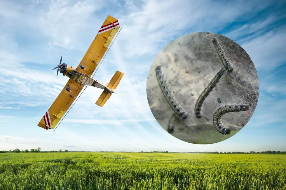 Wisconsin DNR Prepares to War Against Invaders- Aerial Spray Planned