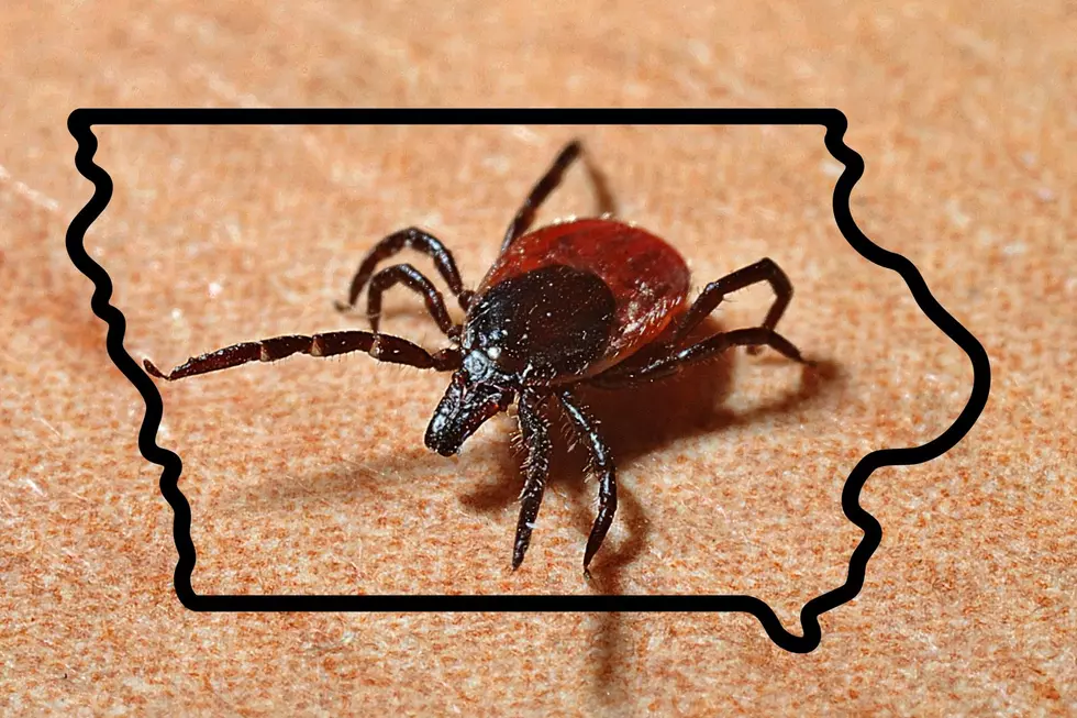 Expect an Iowa Tick Explosion Due to Fairly Mild Winter