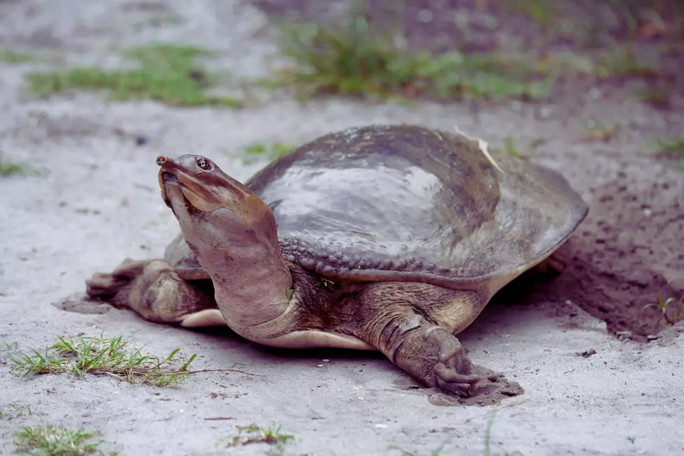 Credit: Canva A Smooth Softshell Turtle.