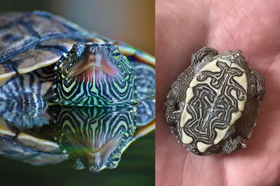 Credit: Canva An Ouachita Map Turtle.