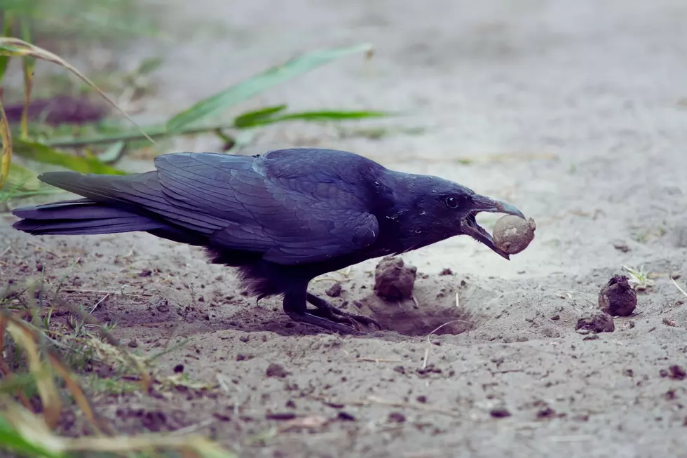 Credit: Canva A bird infiltrates a turtle nest for an egg-y breakfast.