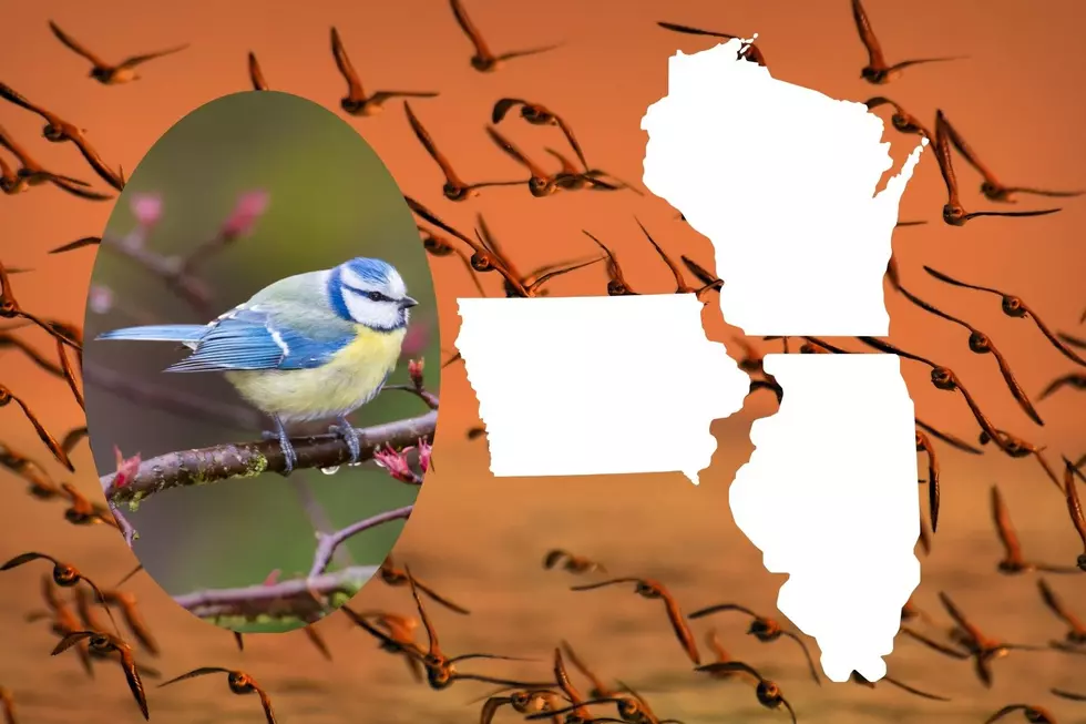 Millions of Birds are Migrating Over Iowa, Illinois, &#038; Wisconsin