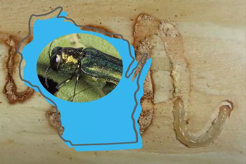 Tree-Killing Pest Spreads Across Wisconsin