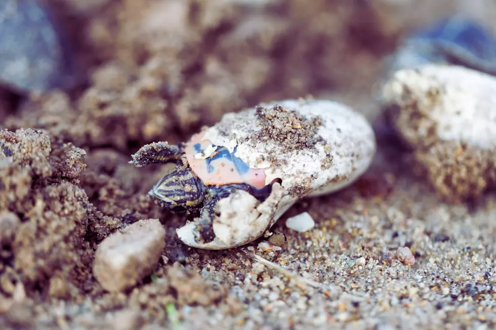 Credit: Canva A Painted Turtle hatching from it's egg.