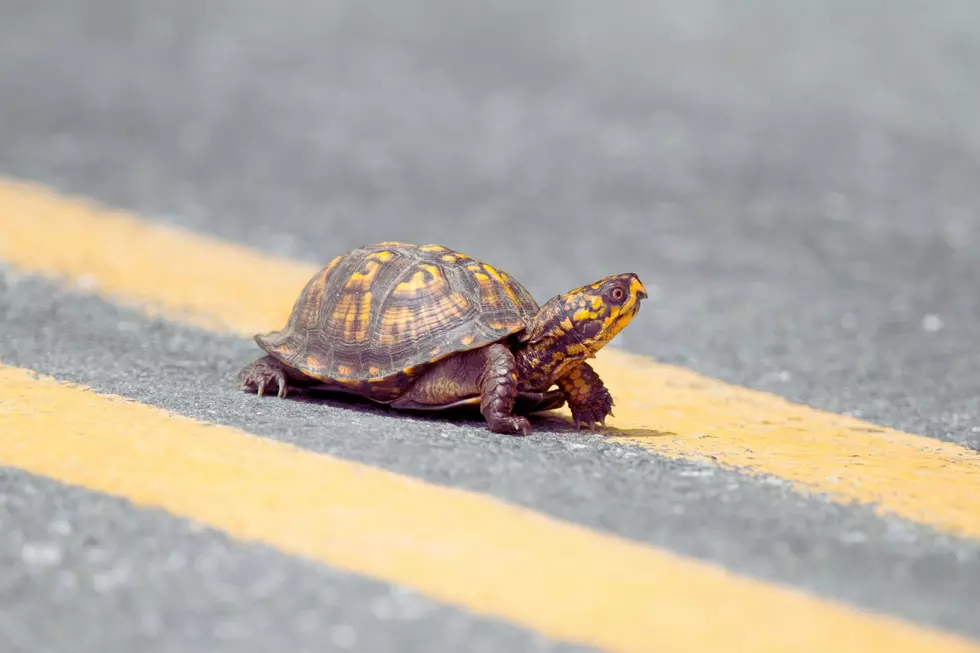 Credit: Canva An Ornate Box Turtle attempting to cross a highway.