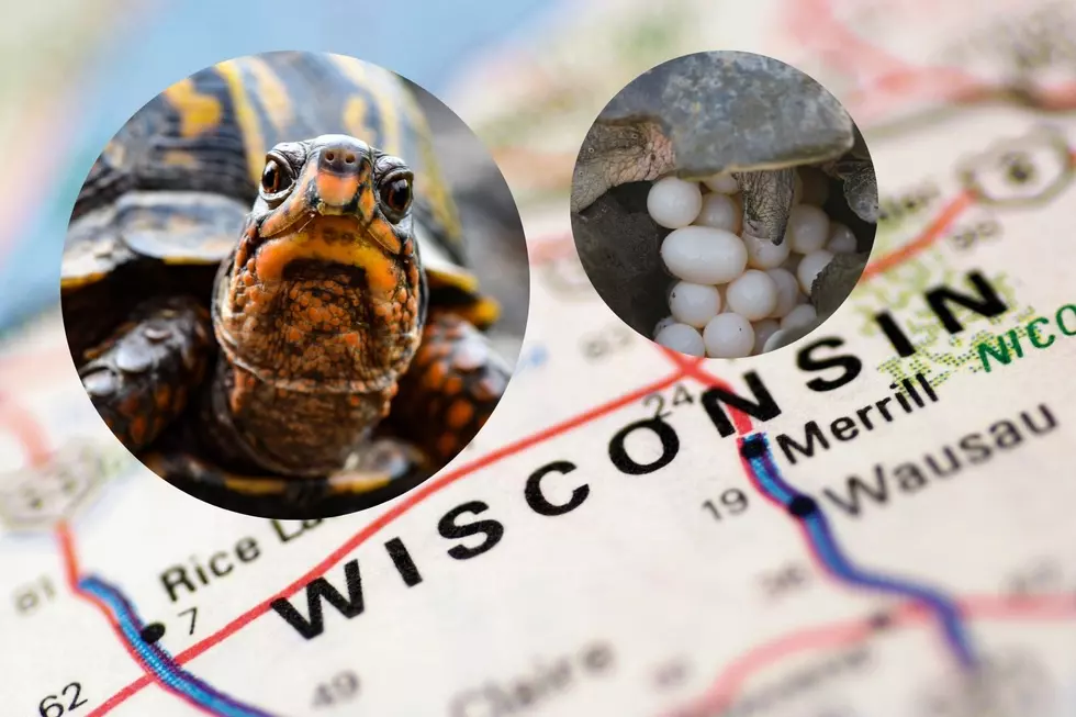 Nesting Season Comes to Wisconsin: Protect Our Turtles