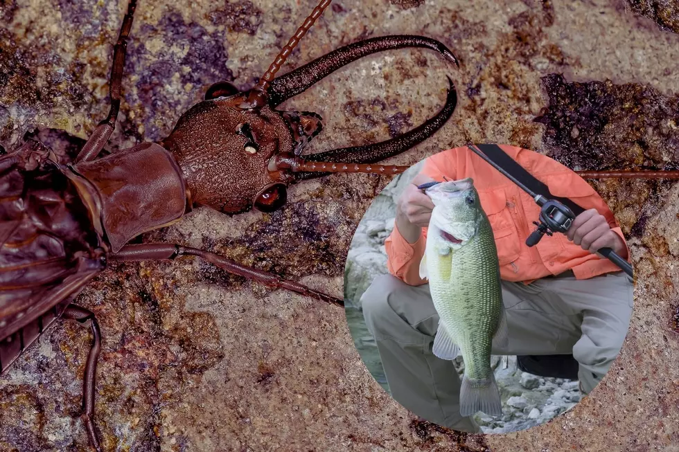 Terrifying, Disgusting Bug Makes Iowa&#8217;s Best Fishing Bait