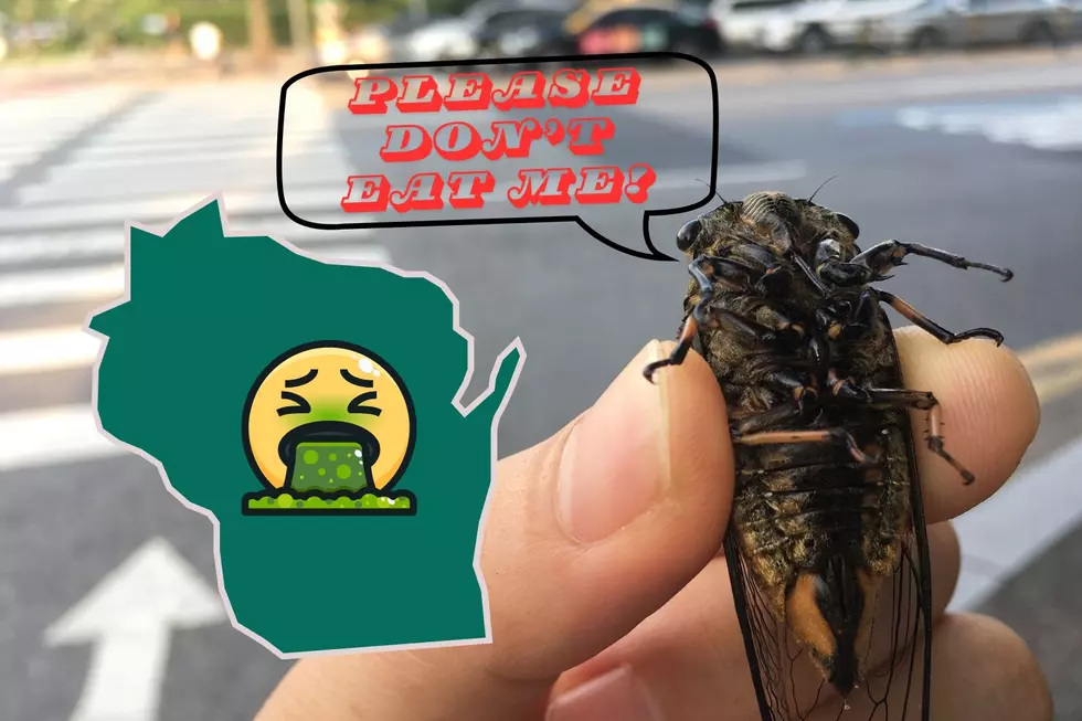 Wisconsin DNR: &#8220;Stop Harvesting This Bug From Our State Parks!&#8221;