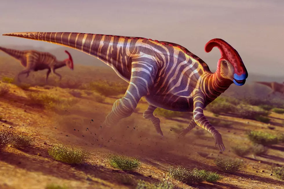 Credit: Canva This is a type of Hadrosaur known as a Parasaurolophus. There were many different kinds of Hadrosaur.