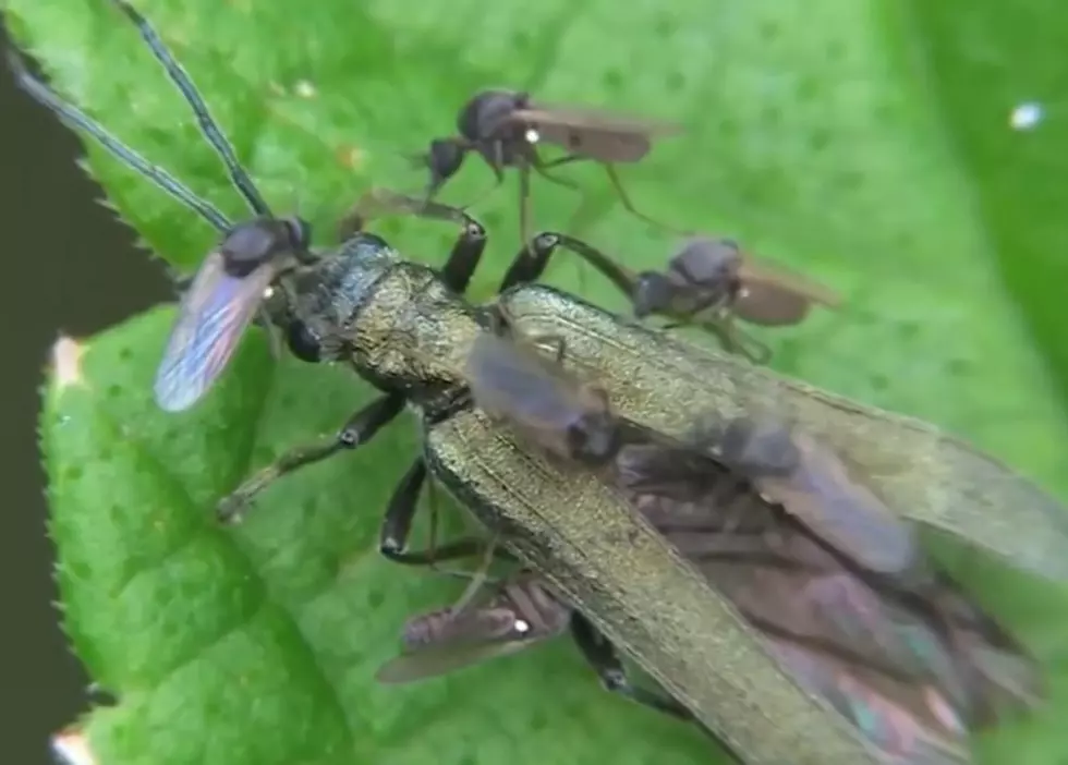 Credit: Afflictor Broadheads YouTube Channel No-see-ums or gnats swarming a larger, dead insect.