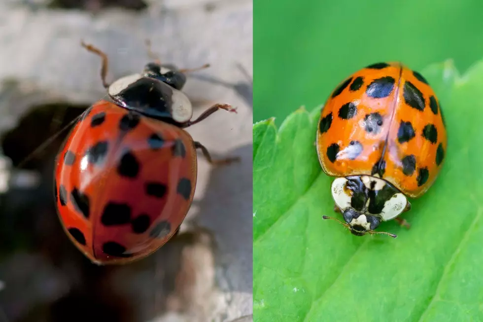 Credit: Canva Lady Bug on Left. Asian Lady Beetle on right.
