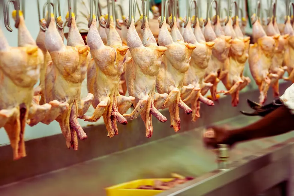 Credit: Canva Chicken processing conveyor.