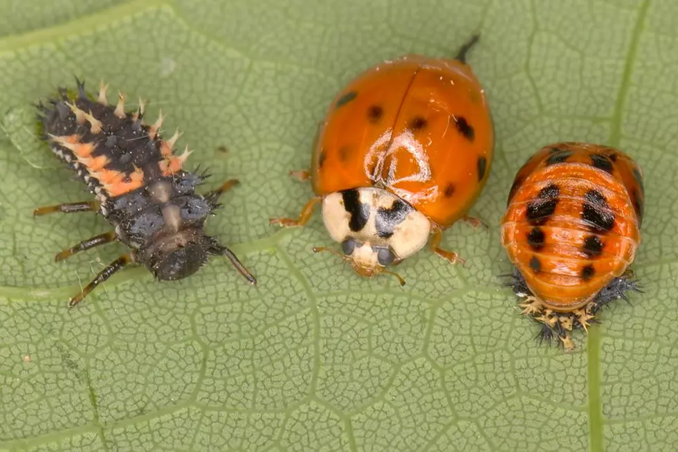 Credit: By Rise0011 - Own work, CC BY 3.0, https://commons.wikimedia.org/w/index.php?curid=15378264 Here are the different life stages of the Asian Lady Beetle.
