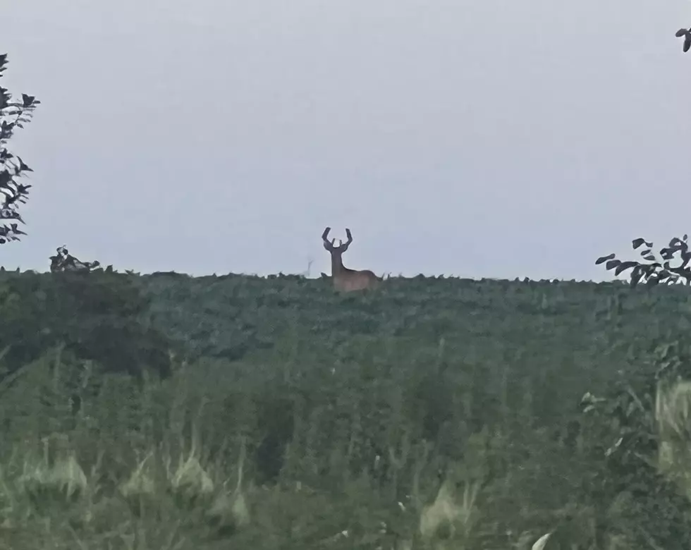 Credit: Tom Drake Here's the monster I will be chasing this year. Hopefully he's still around come second season!