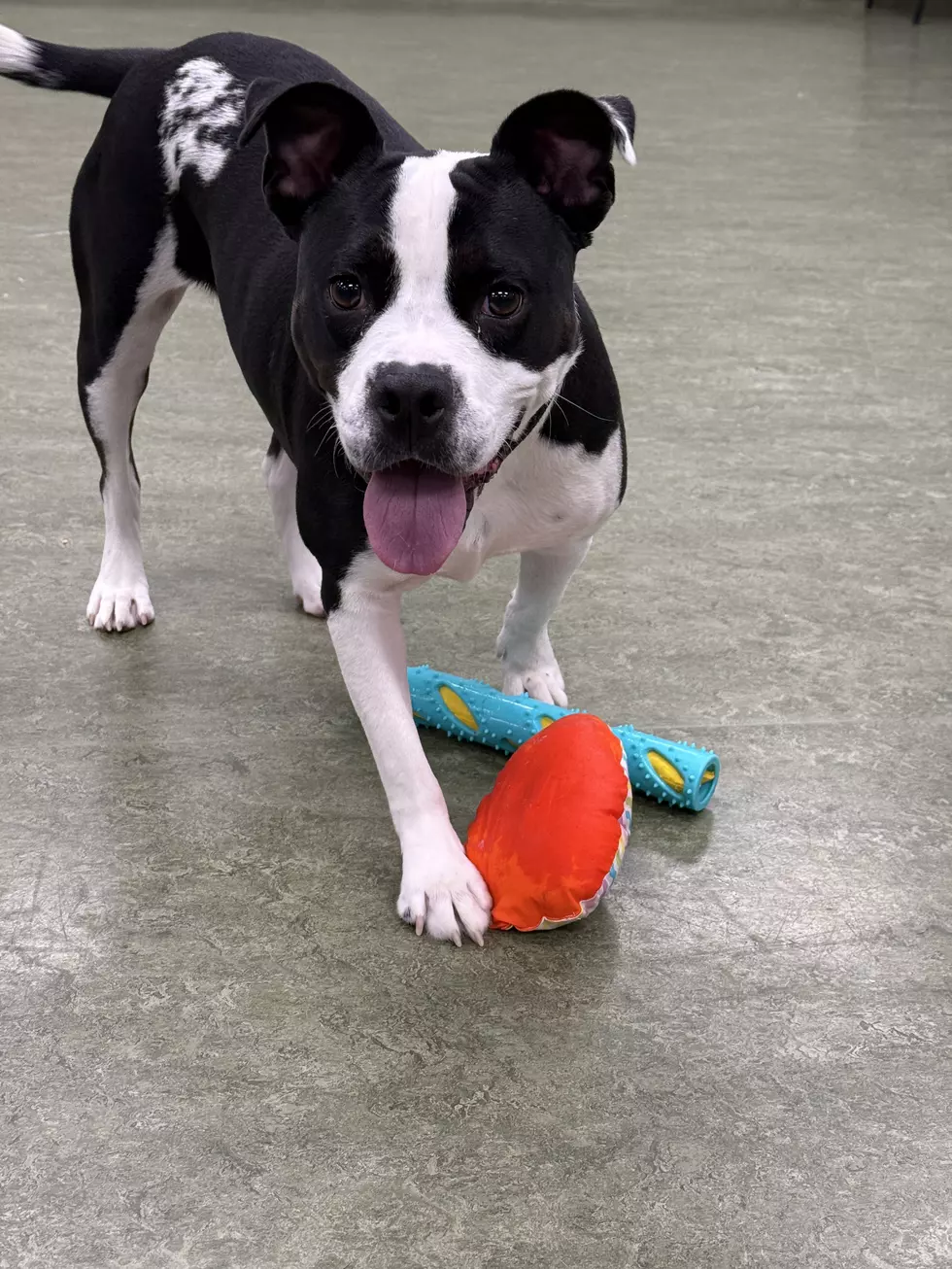 Credit: Dubuque Regional Humane Society