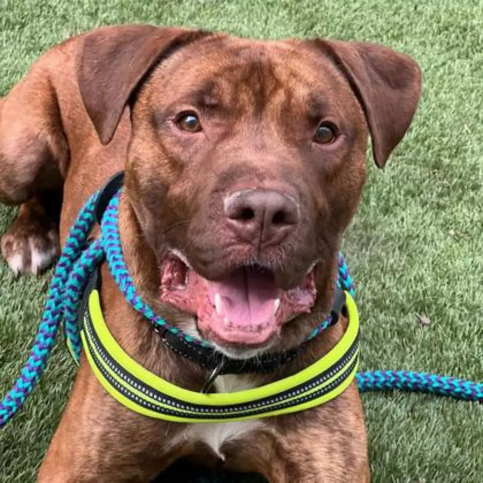 Credit: Dubuque Regional Humane Society