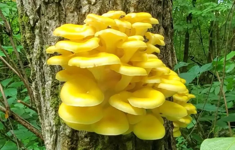 Credit: ReWildUniversity YouTube Channel