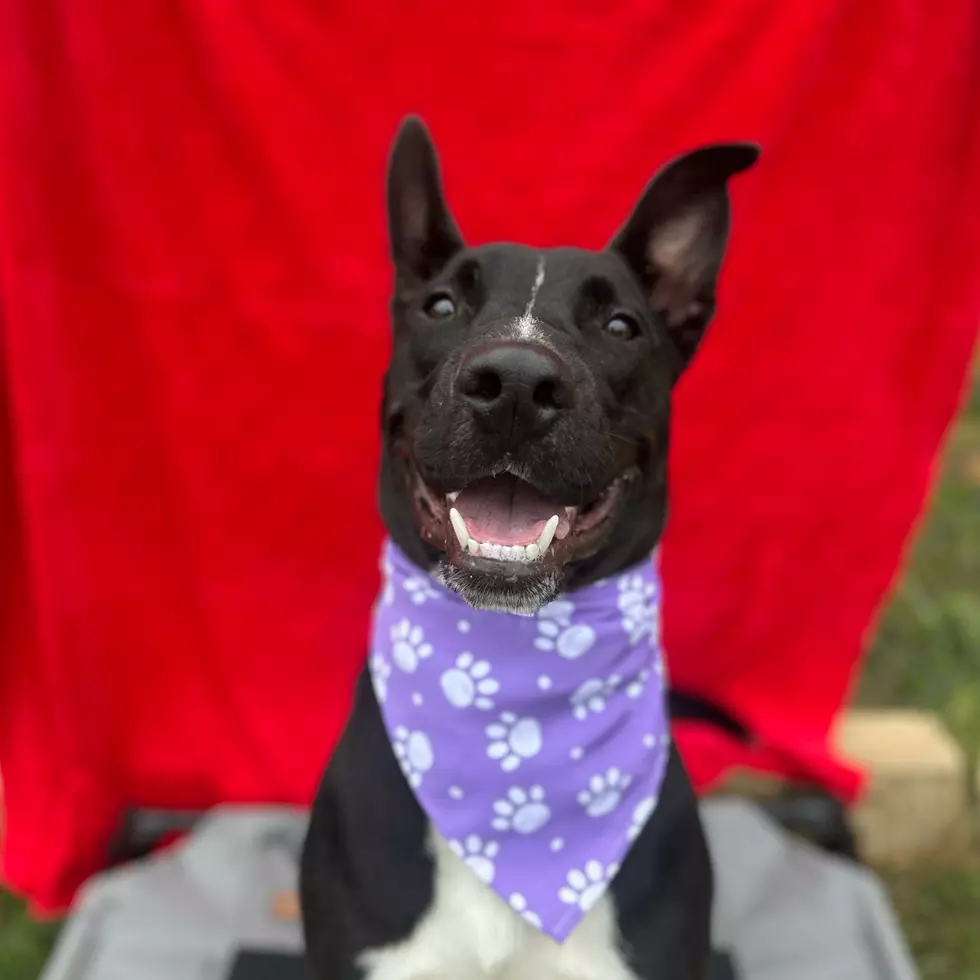 Credit: Dubuque Regional Humane Society