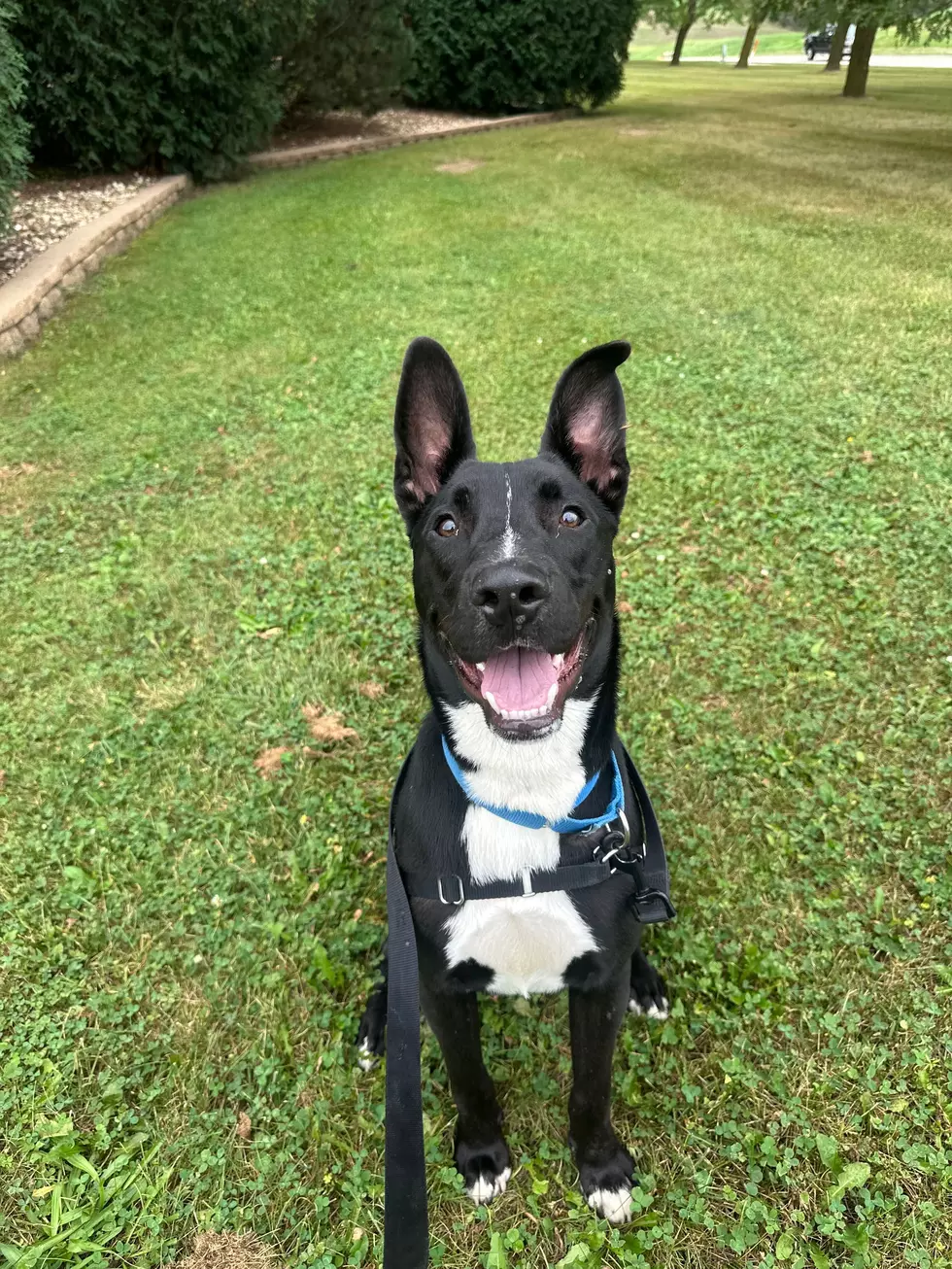 Credit: Dubuque Regional Humane Society