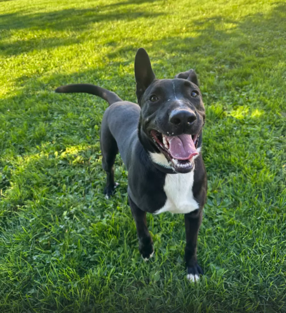 Credit: Dubuque Regional Humane Society