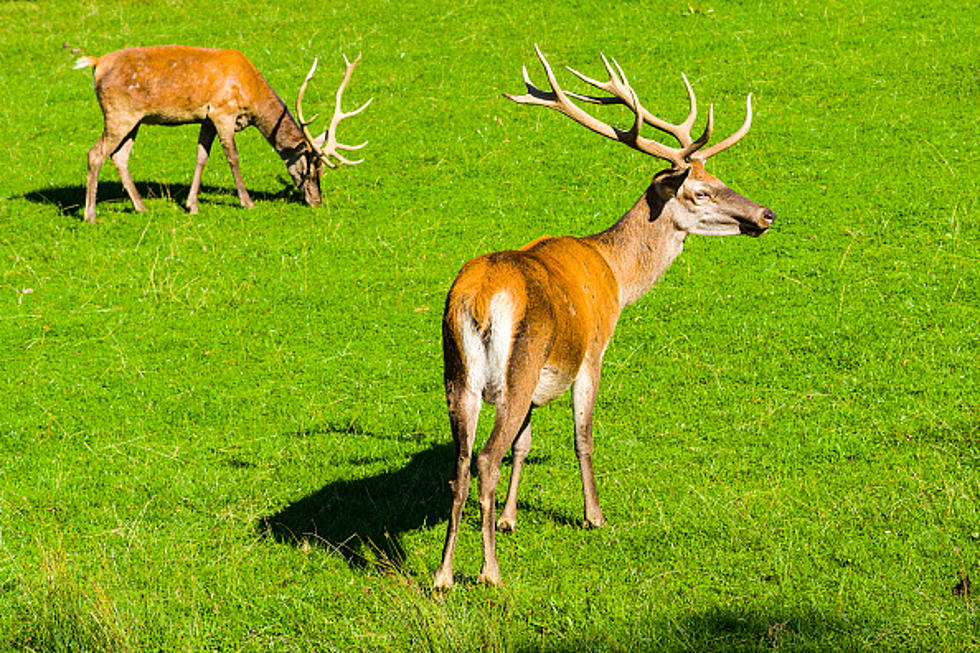 Odds Of You Hitting A Deer This Fall Have Increased