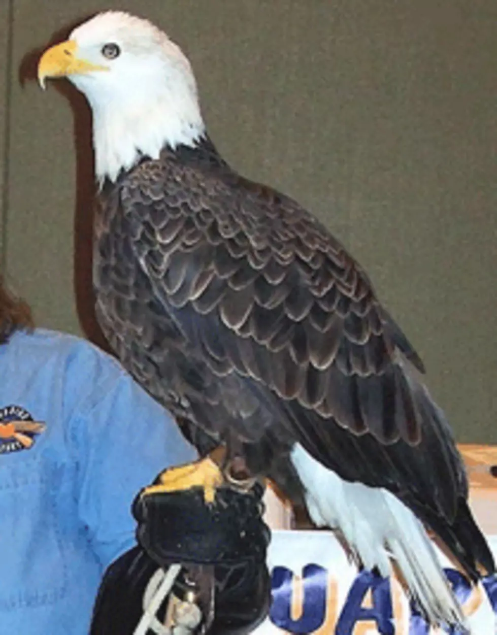 28th Annual Bald Eagle Watch in Dubuque
