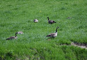 Canadian Geese Tend to their gosslings