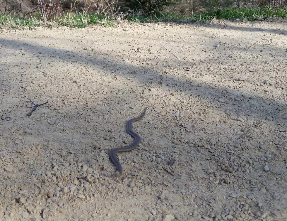 What type of snake is this?