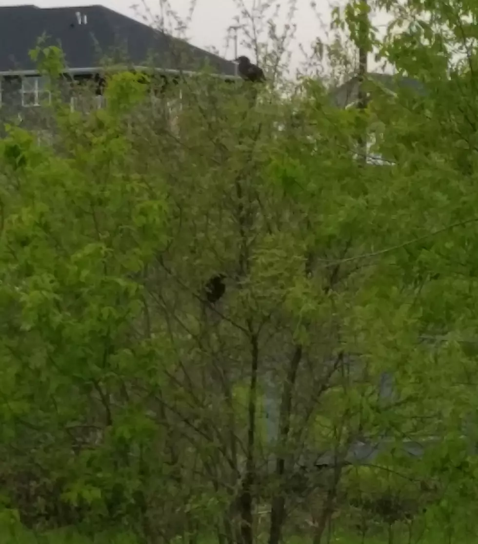 (watch) Bird Watchers, Is This a pair of Double-Crested Cormorants?