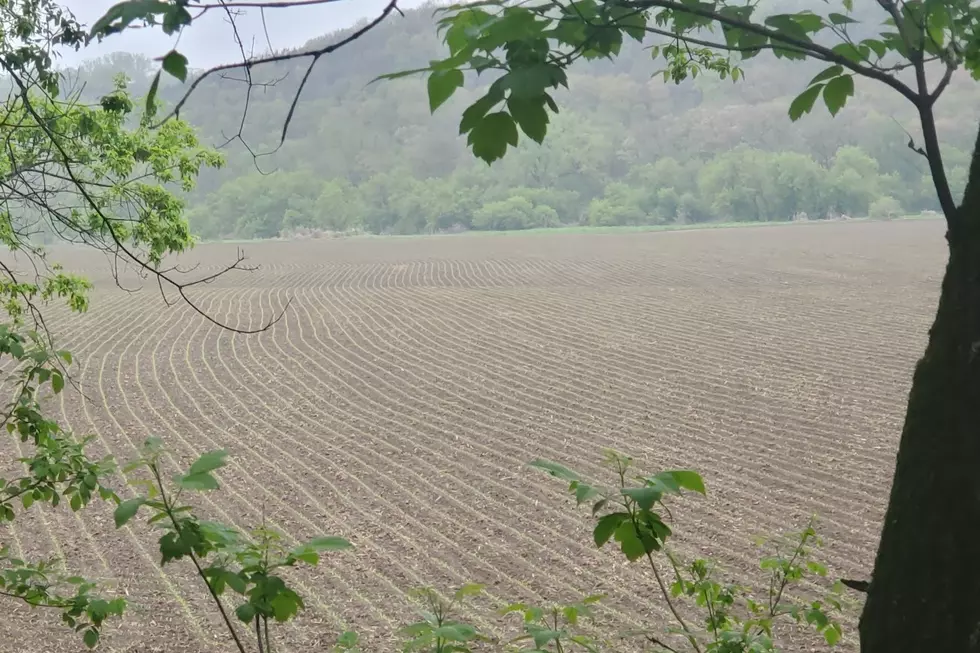 Corn&#8217;s up!  Local planting is ahead of normal.