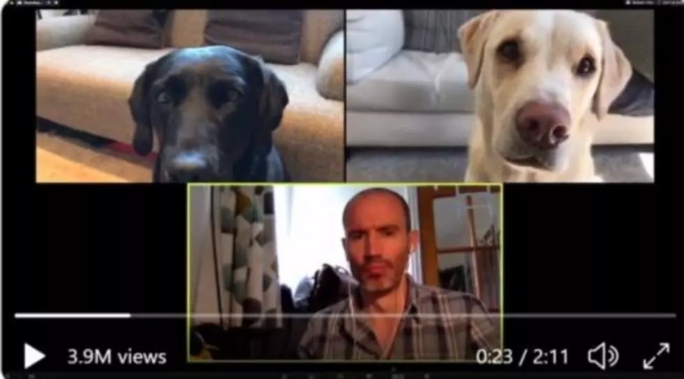 (watch) BBC Reporter’s FUNNY Zoom meeting with his dogs