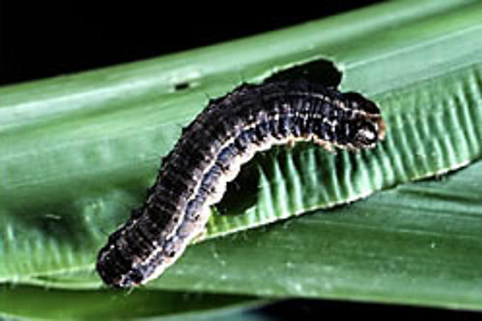 Iowa&#8217;s Hungry, Hungry Caterpillars: Fall Armyworm