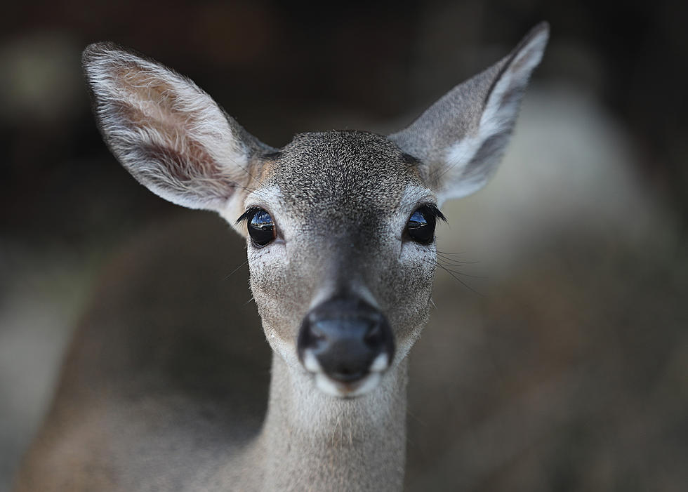Studies Show COVID-19 Virus Spreading from Humans to Deer in Iowa, Illinois