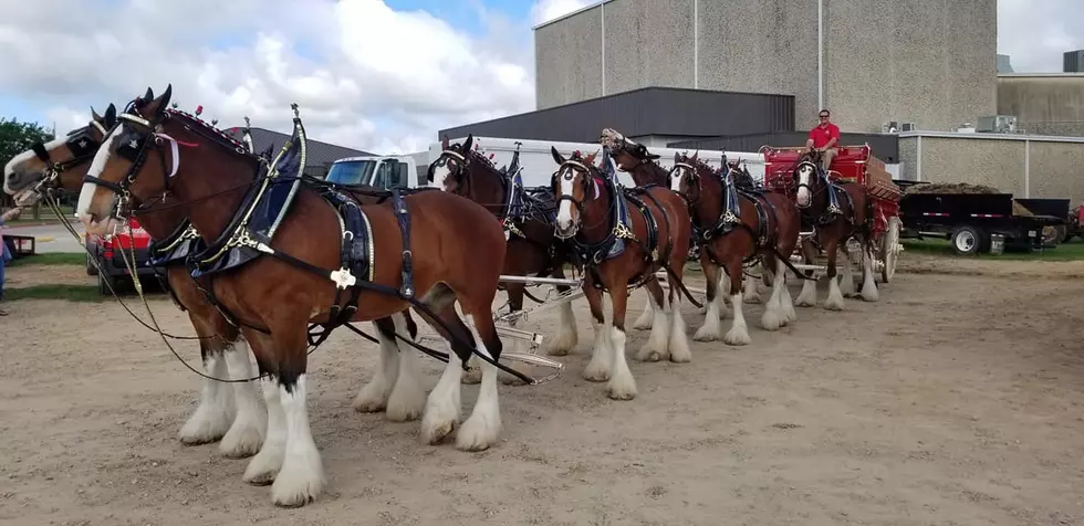 World Famous Budweiser Clydesdales Coming to the Tri-States
