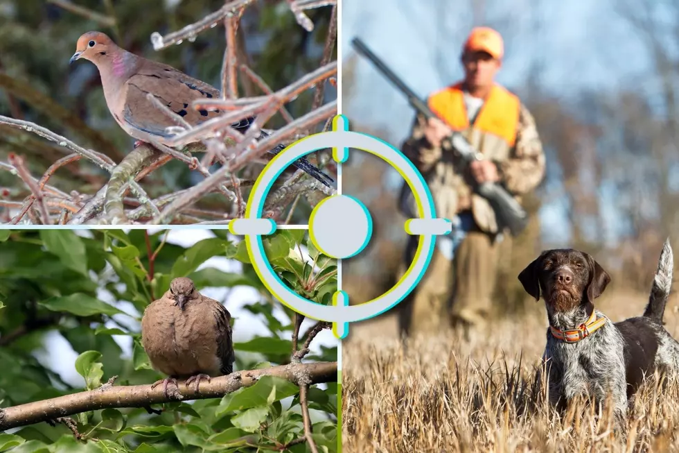 Iowa Dove Hunters Prepare for September 1 Opening Day