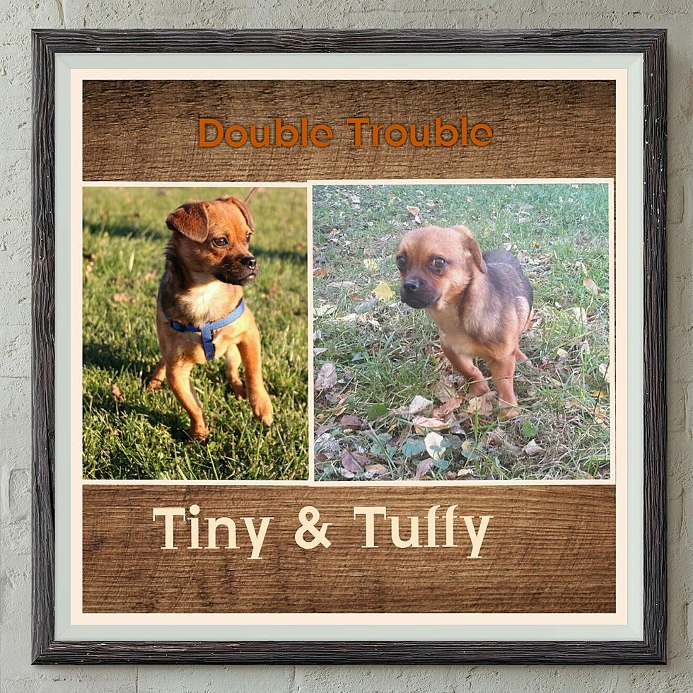 Pets of the Week: Tiny and Tuffy